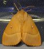 Lasiocampa quercus